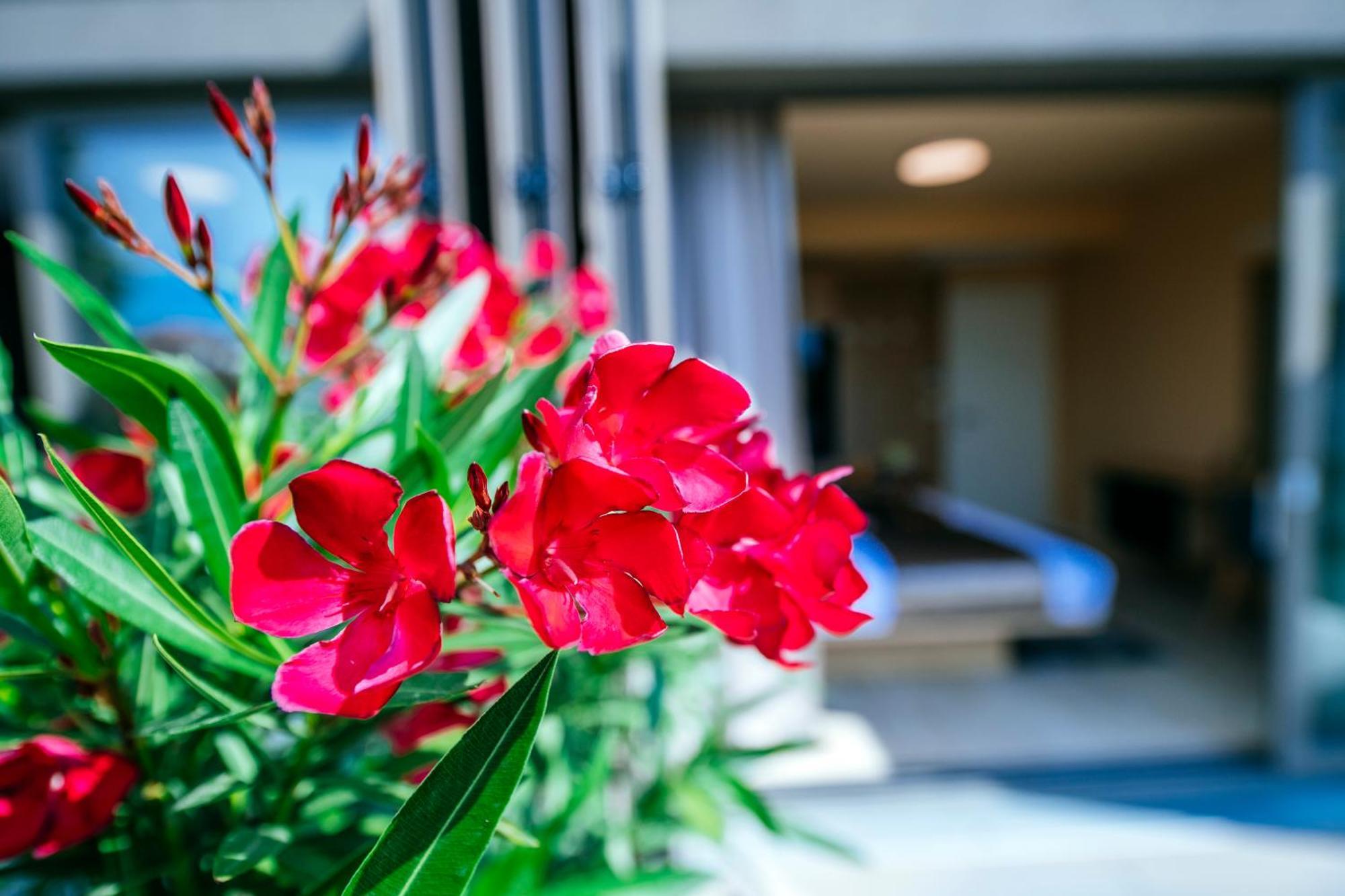 Dedaj Resort - Villa Auri ザダル 部屋 写真